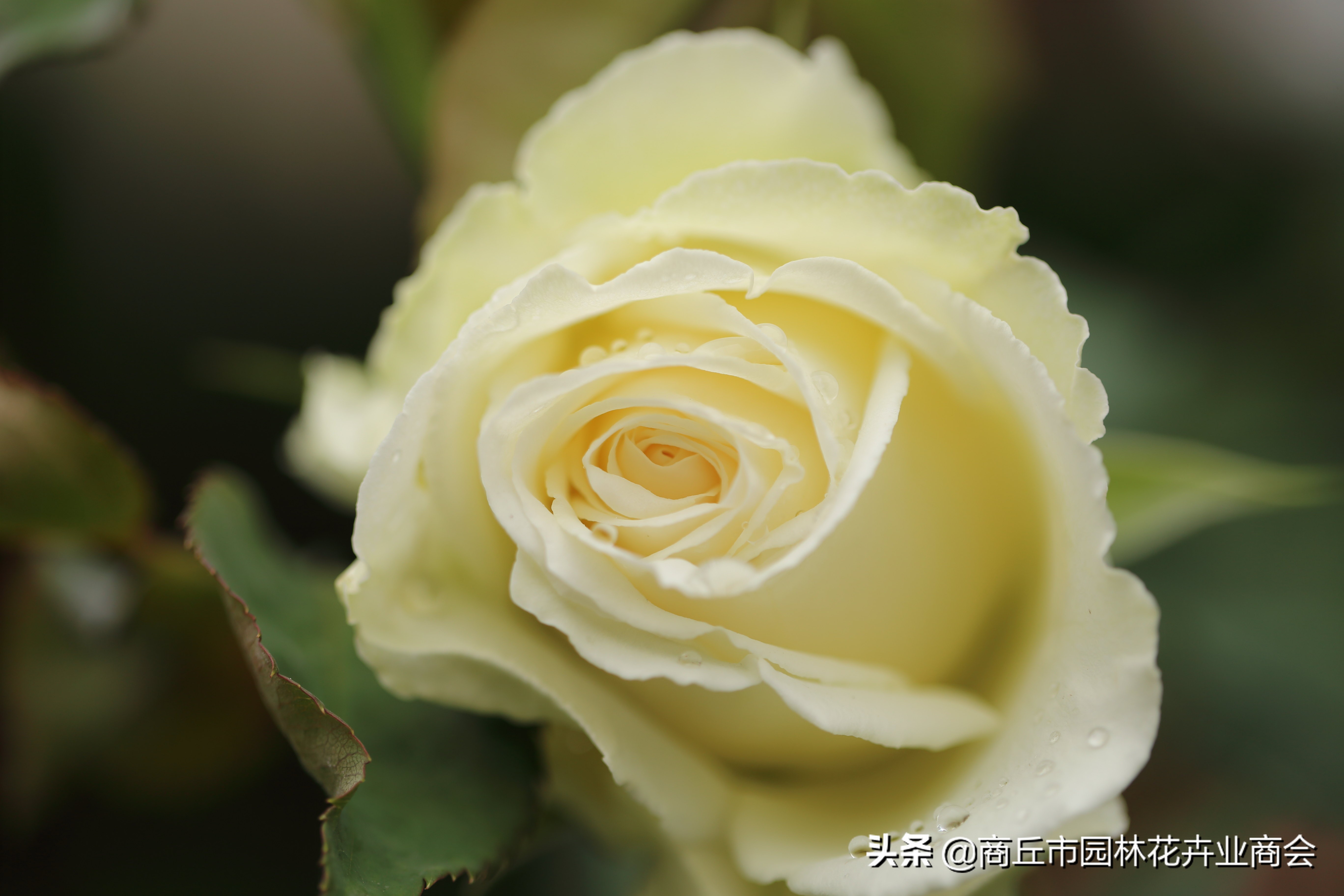 治月季黑斑病喷什么药好呢,治月季黑斑病的有效药哪里有卖的