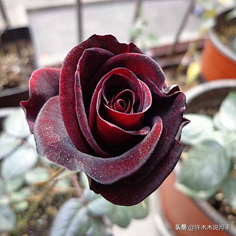 比较香又好养的月季 (颜值高又好养的月季适合阳台党的)