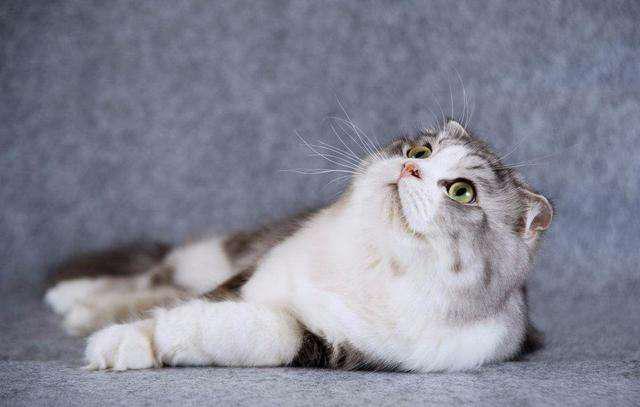 铲屎官怎么知道有没有感染弓形虫,铲屎官容易得弓形虫吗