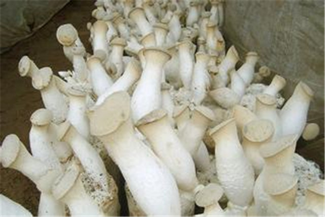 杏鲍菇工厂化栽培技术,杏鲍菇工厂化栽培全过程