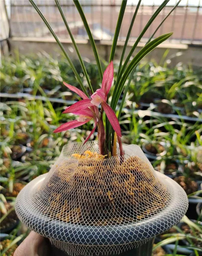 云南玉溪早年下山的一颗春兰红花素，现在成为市场炙手可热的精品