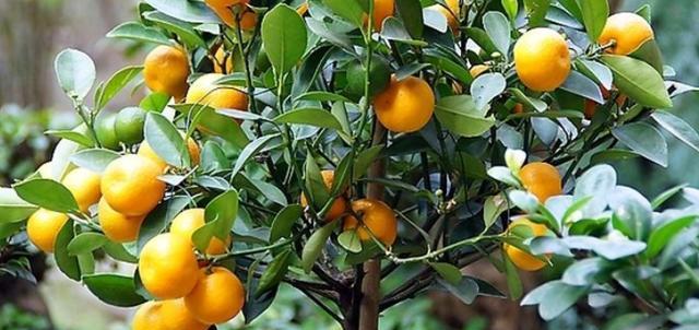 盆栽橘子树干枝黄叶掉叶怎么办,盆栽桔子叶片发黄怎么办