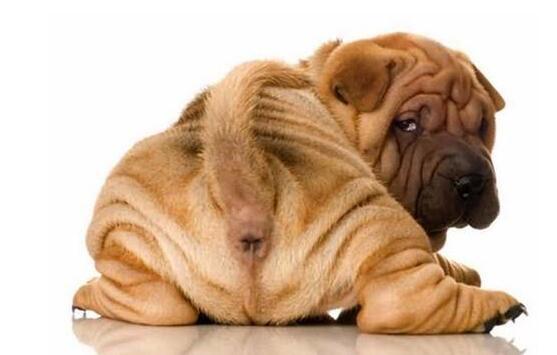 不给狗狗挤肛腺会得皮肤病吗,不给狗挤肛肠腺可以吗