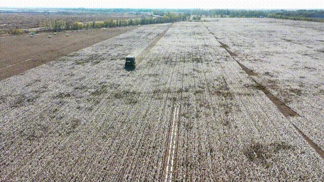 当前棉价走势分析,棉价全疆狂跌还有6元棉价吗