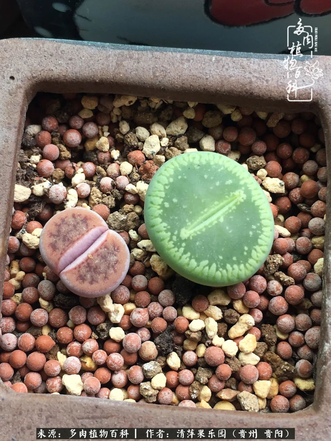 生石花庭院,晶莹剔透的生石花