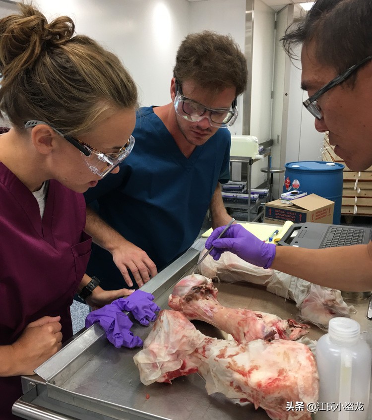 霸王龙和巨齿鲨的咬合力哪个厉害,4个霸王龙的咬合力加起来有多大