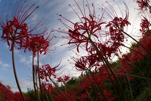 被误读的彼岸花，就是“阑边不见蘘蘘叶，砌下惟翻艳艳丛”之石蒜