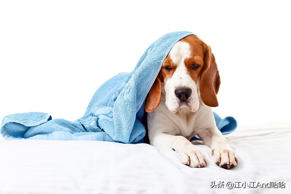 老狗狗又吐又拉肚子吃什么药,狗狗吃坏东西拉肚子吃什么药