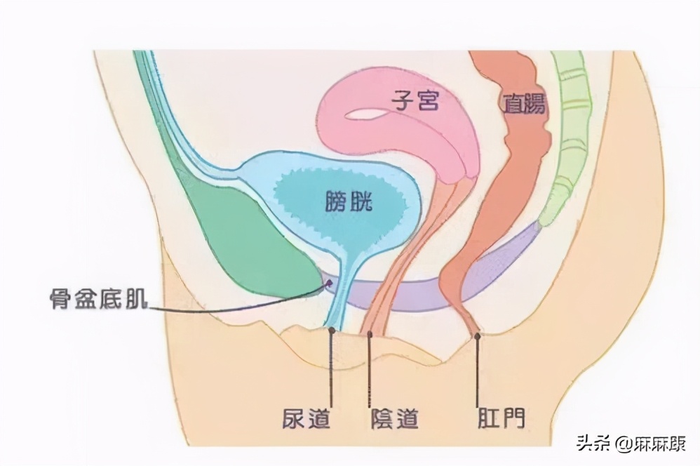 产后腹直肌和骨盆修复有必要吗,产后修复盆底肌腹直肌有必要吗