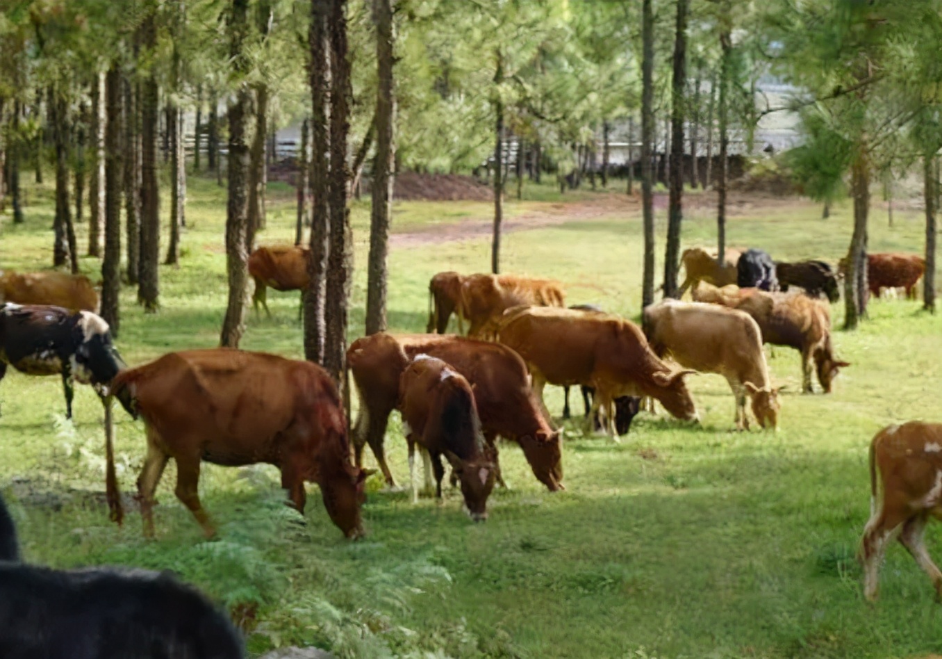 牛不吃草得什么病,病好的牛不吃草怎么办