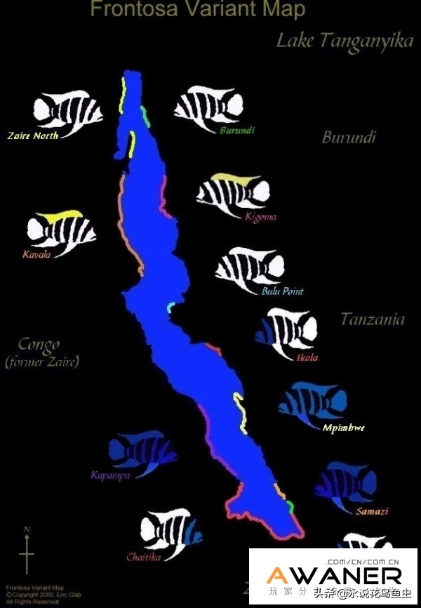 慈鲷品种及图片,慈鲷科都有哪些厉害的品种