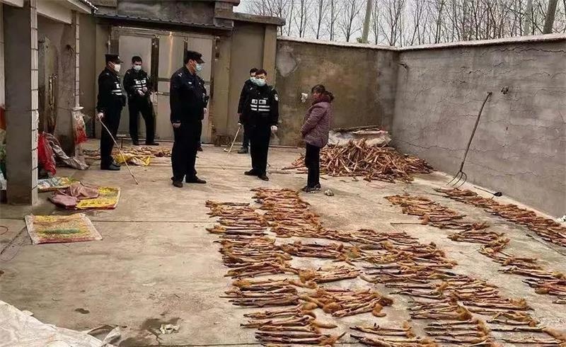 消防员上门抓黄鼠狼被臭晕,黄鼠狼闯民宅被消防驱逐