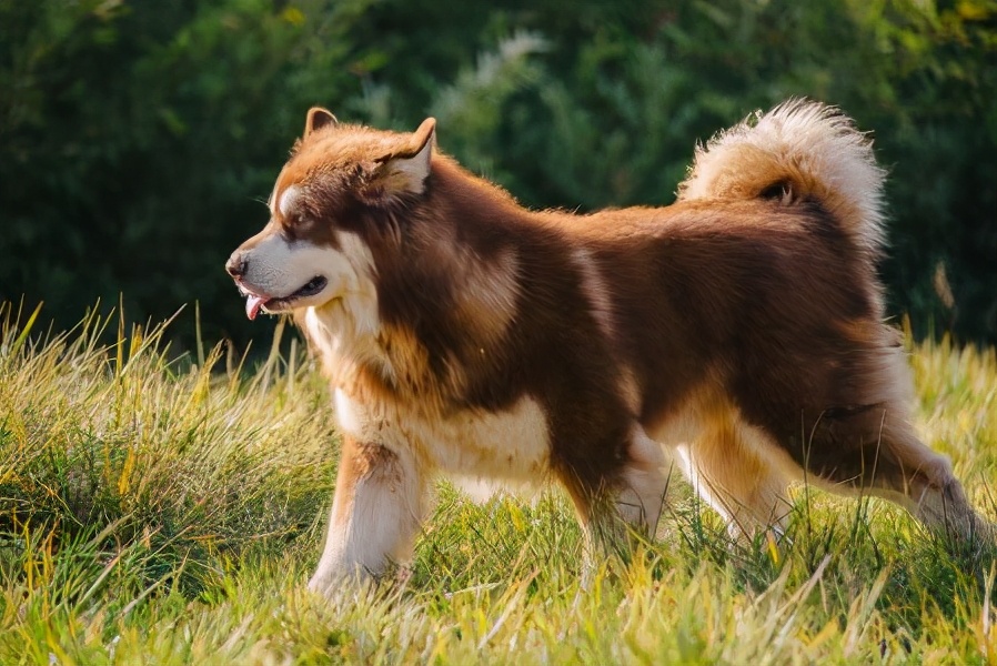 阿拉斯加犬身上有虫子该怎么办,阿拉斯加体内寄生虫怎么驱除