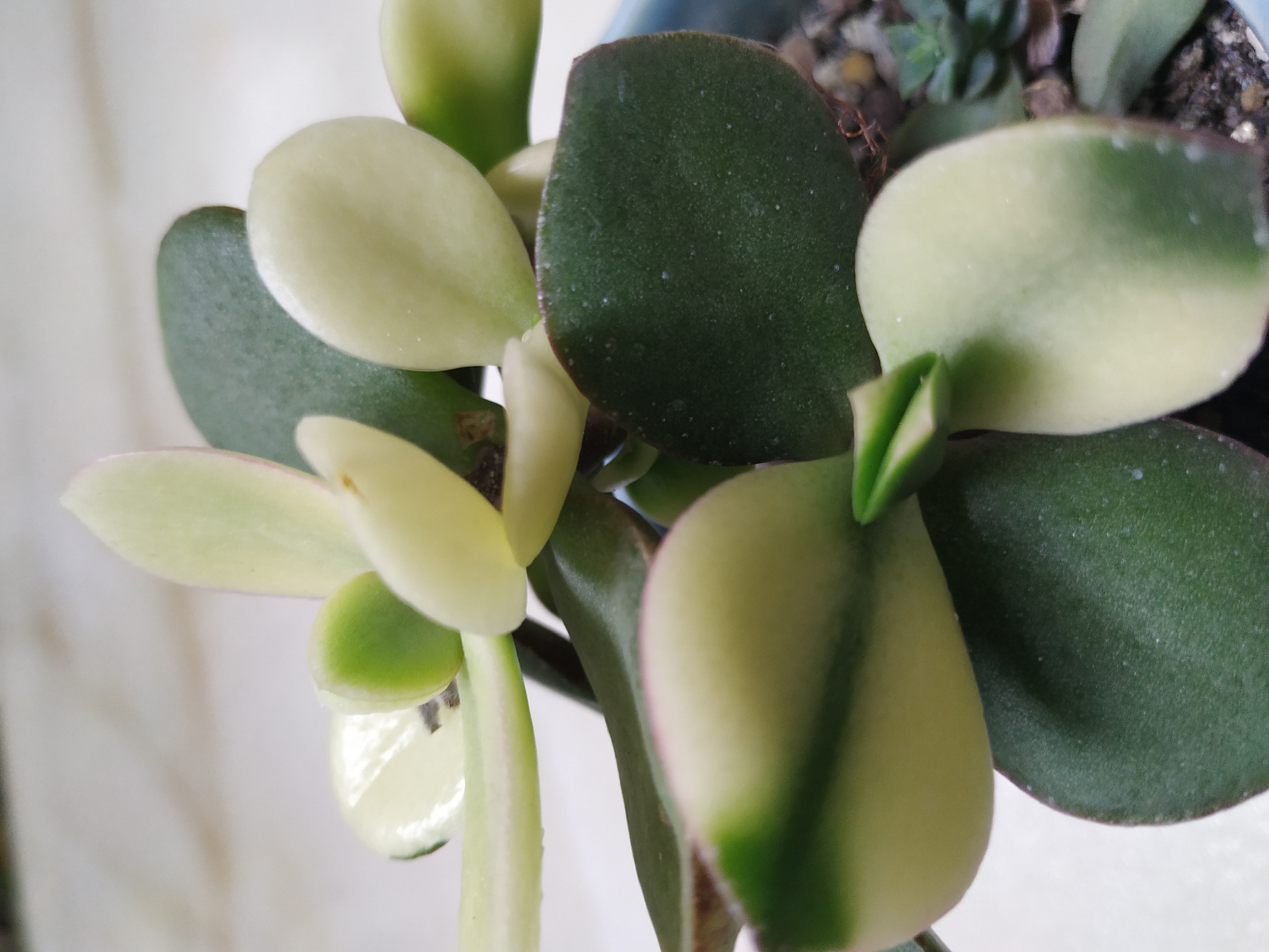 多肉法师锦怎样扦插,姬红花月多肉如何扦插