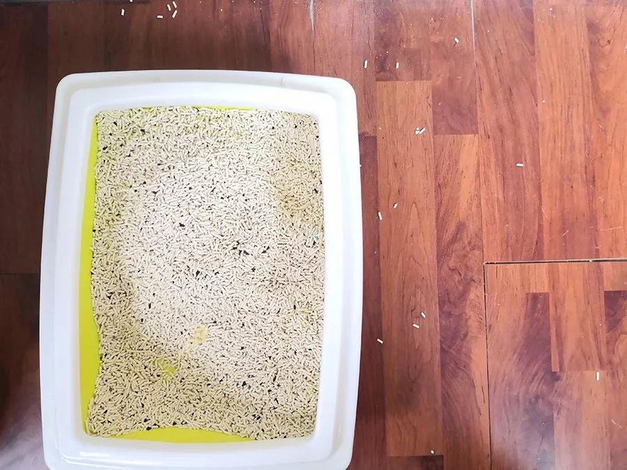 什么牌子的豆腐猫砂除臭好,强力除臭猫砂测评