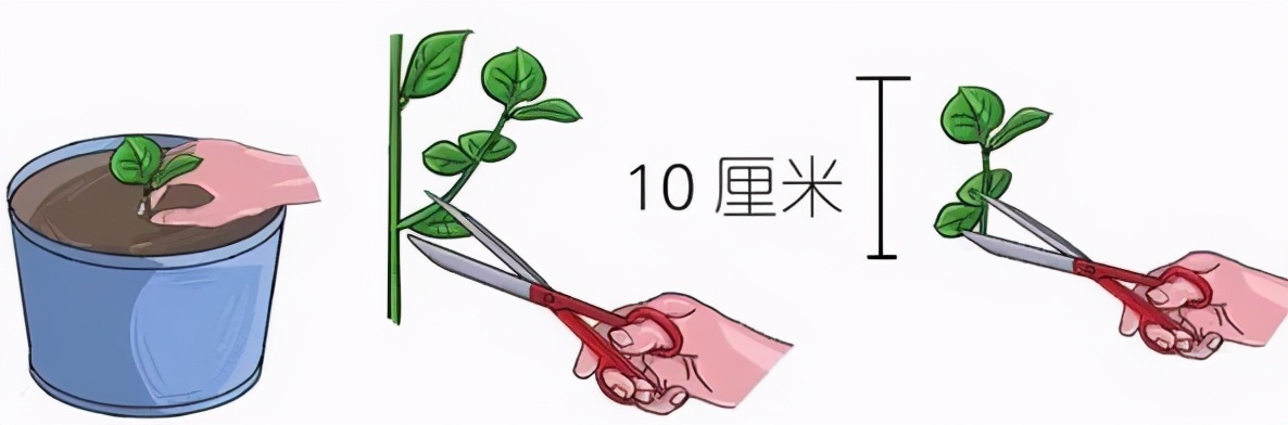 让茉莉开花的方法,怎么自制茉莉花肥料