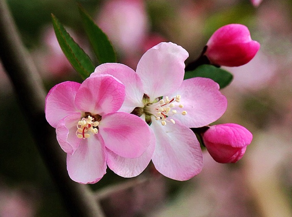 季海棠花不知道怎么养？做对这几点小方法，花大色又艳