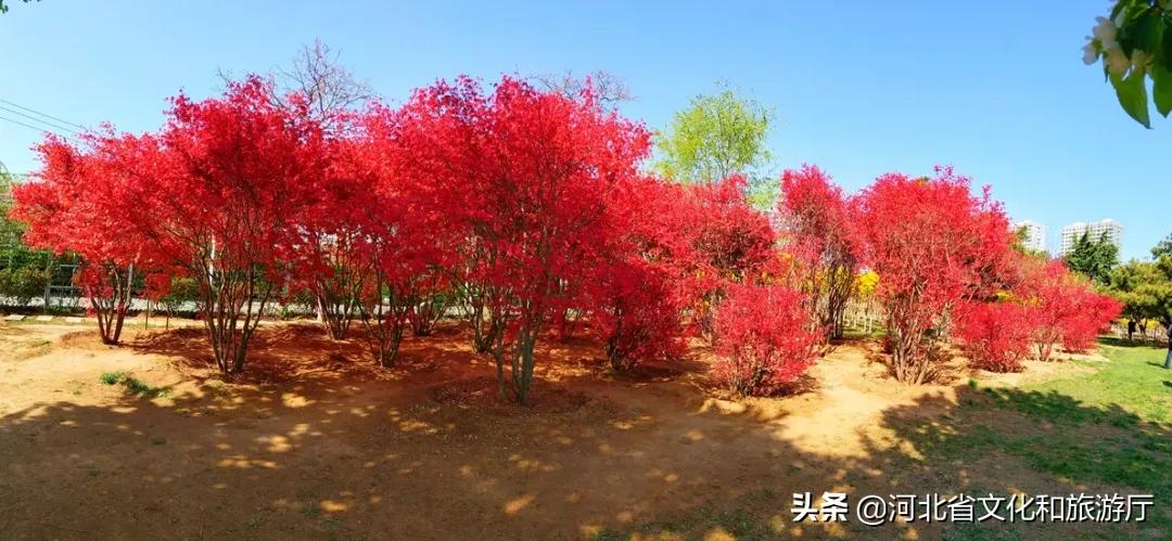 爱家乡游河北发现身边的美|披着初夏的清风，踏着热闹的浪，在五月的秦皇岛玩出新花样~