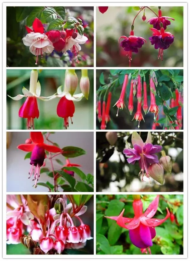 北方喜阴的室内植物花卉有哪些,喜阴耐寒的室外花卉植物有哪些