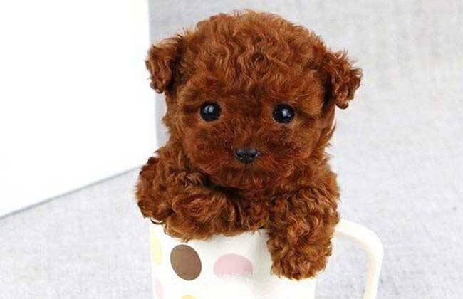 狗狗来“大姨妈”了,铲屎官应该怎么办?