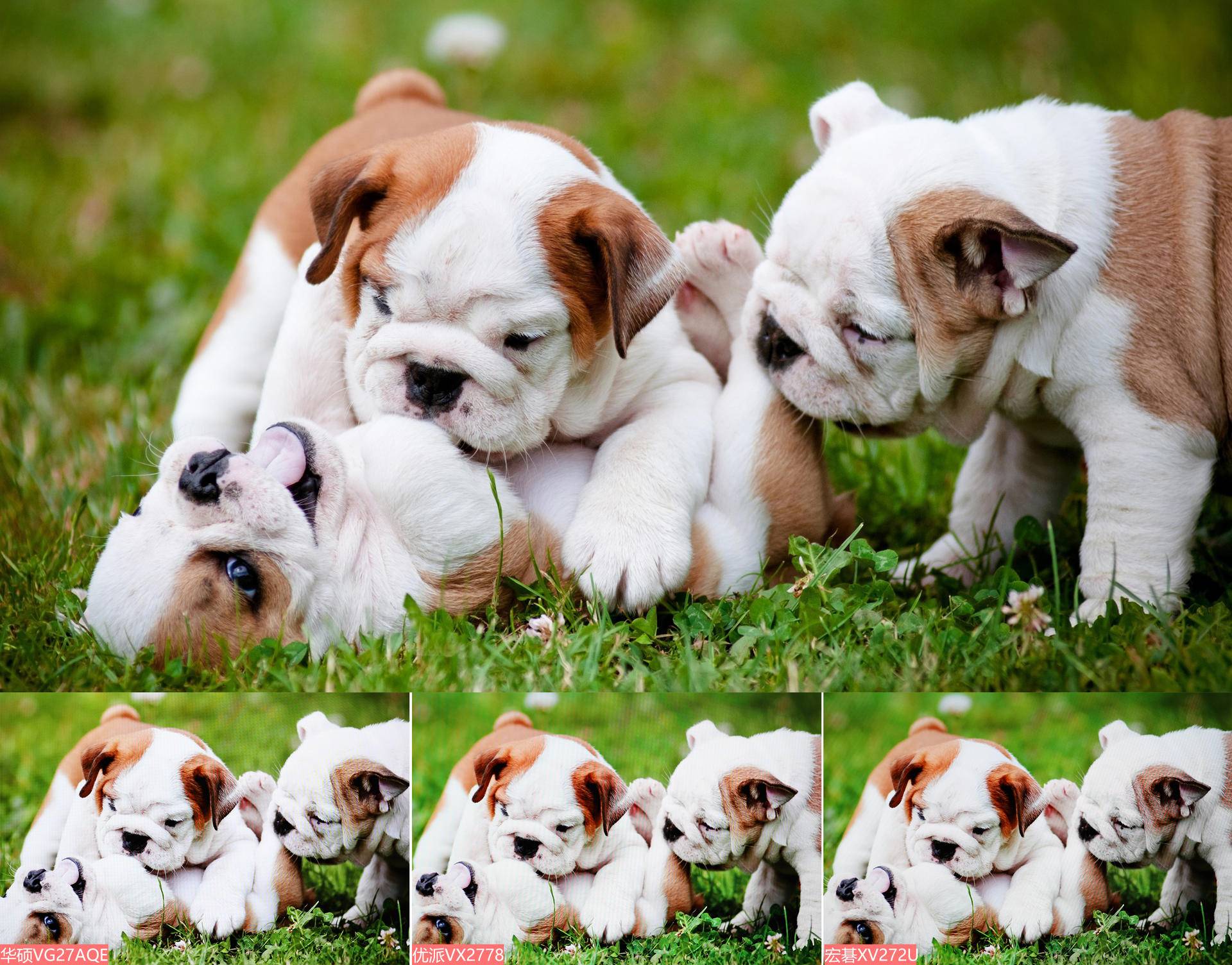 入门级小金刚显示器,电竞小金刚显示器