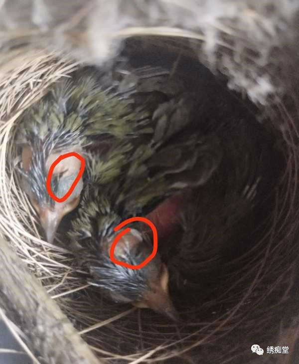 和鸟交谈,怎样和鸟交流沟通