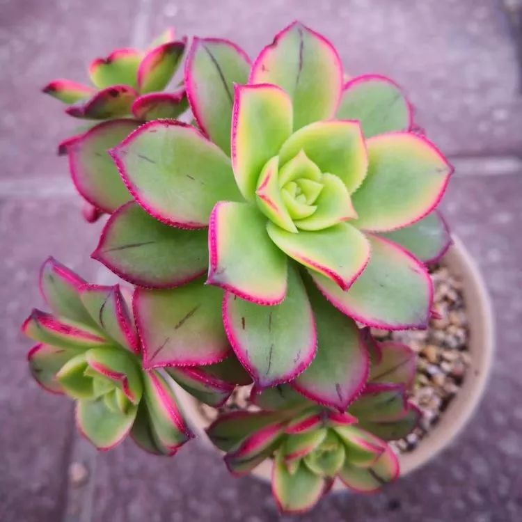 最美的20种多肉,15种最美的多肉