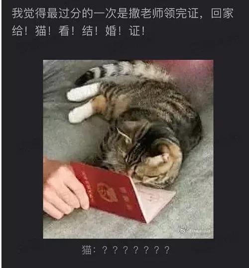 没想到,央视的名嘴们全都是猫奴