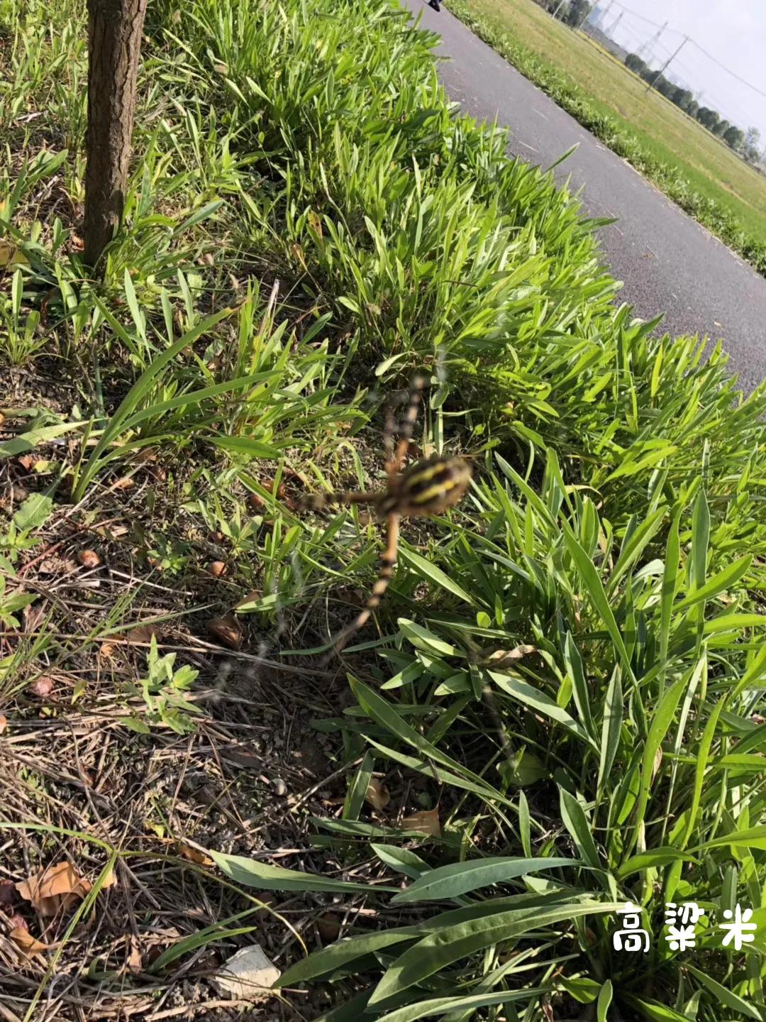 嘉北郊野公园二期,嘉北郊野公园