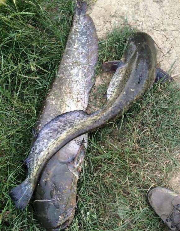 禁渔期单竿单钩怎么处罚,禁钓期后可以一线双钩吗