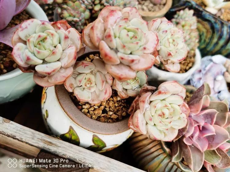 冬日如何更好地养多肉,冬天可以户外养护的多肉