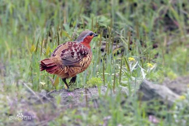 你认识吗丁啉,你认识吗
