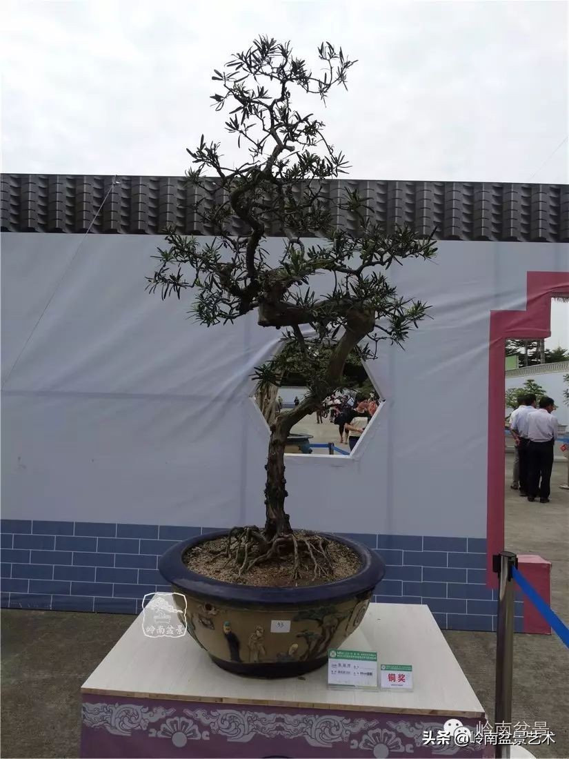 开运招财，非其莫属！清风雅韵，当之无愧！