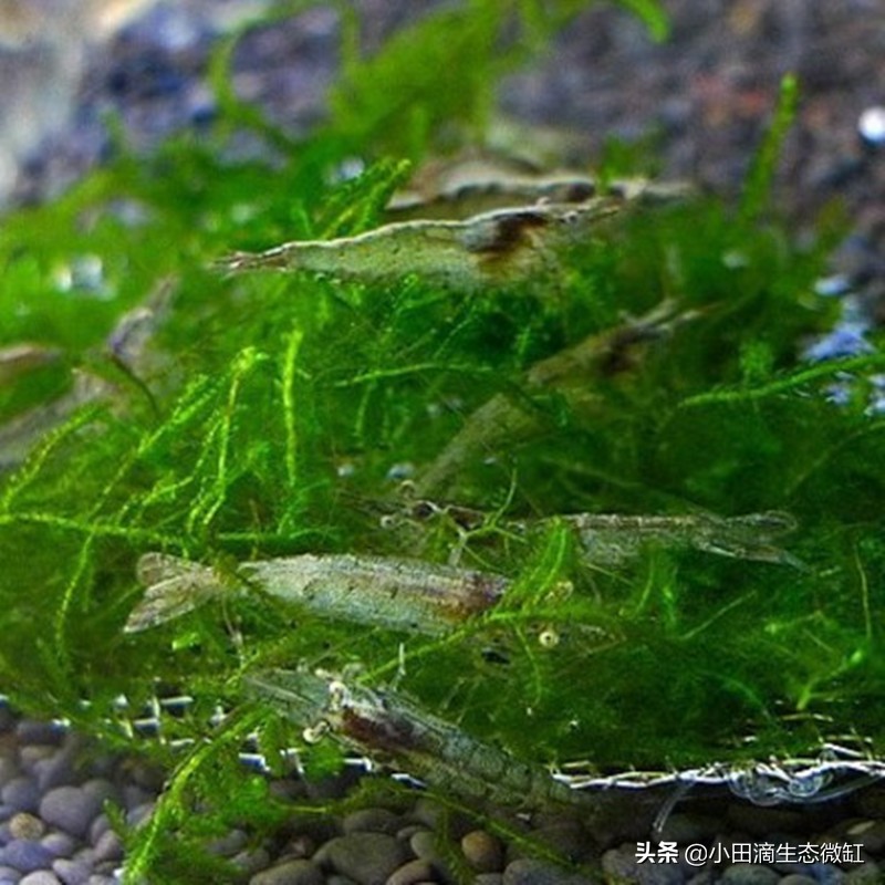 100只黑壳虾多长时间能除干净藻,鱼缸长期不长藻黑壳虾会饿死吗