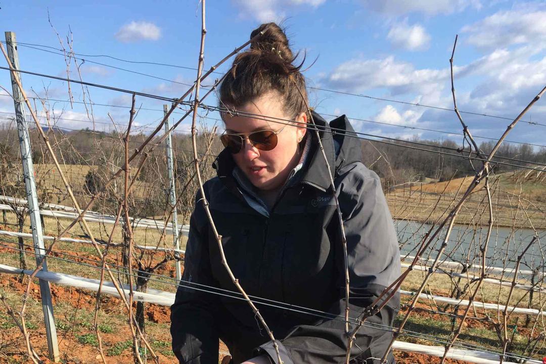 葡萄园真实体验,在葡萄园干活的原声视频