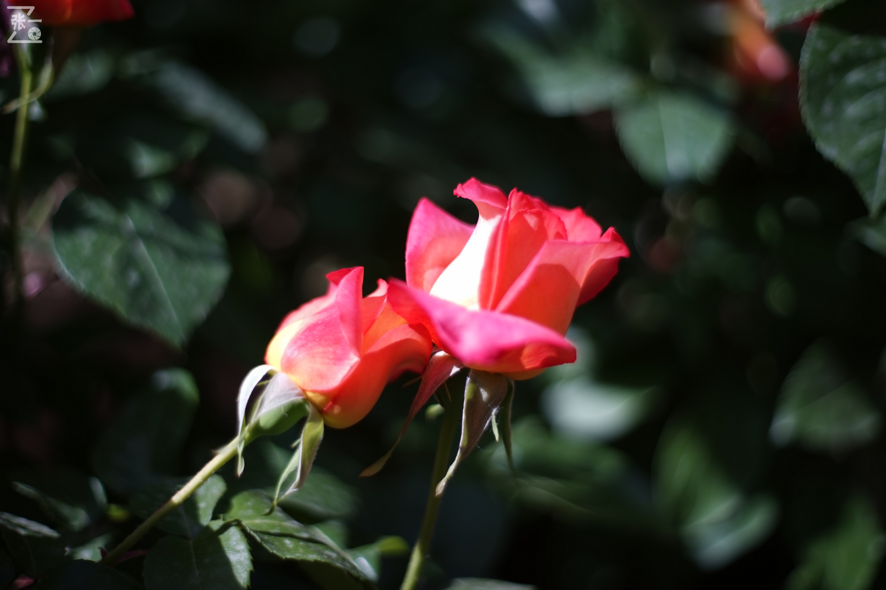 凤凰国产50mm镜头,凤凰索尼e口镜头