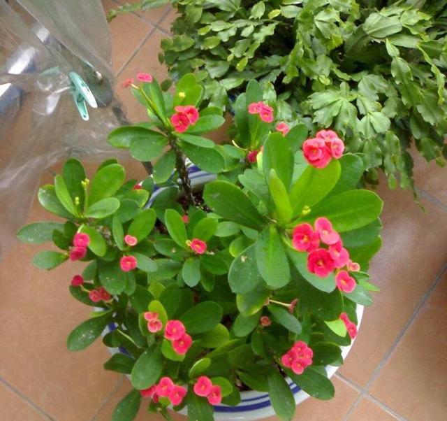 养春花专用盆,刺梅花怎么修剪才能开的花多