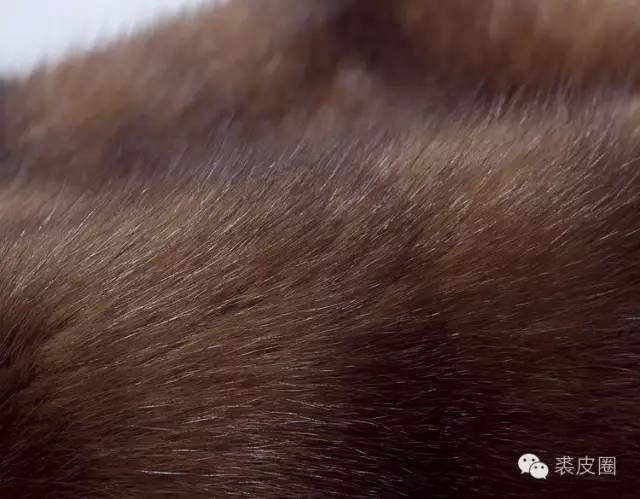 当今最昂贵的皮草是什么,顶级皮草有哪些种类