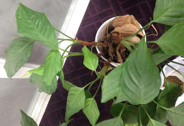 万年青叶子发黄怎么办施什么肥,万年青叶子长白霉如何处理