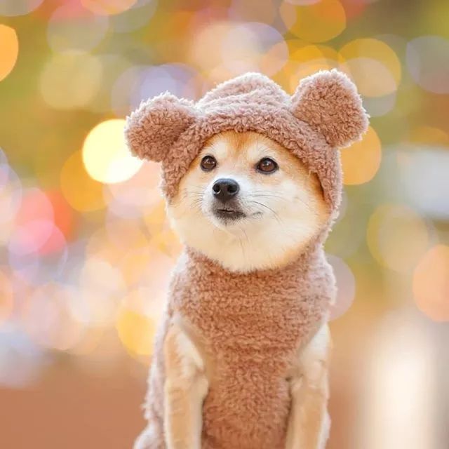 比人还会拍照的狗，简直萌炸朋友圈了