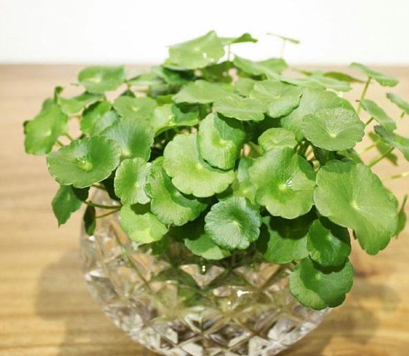 水培植物怎么养才能更旺盛一些,水培花卉植物养护注意事项有哪些