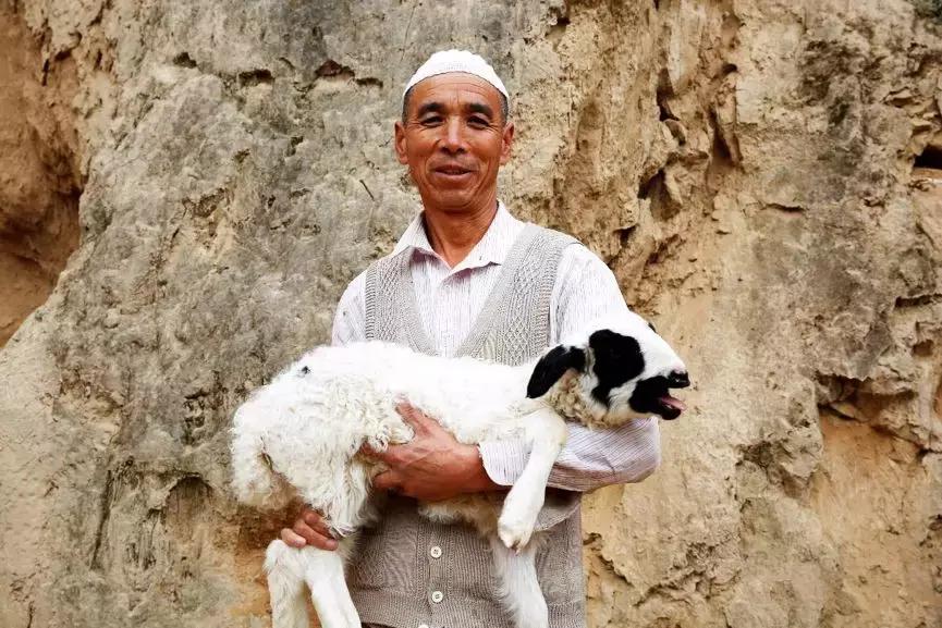 碧桂园员工福利｜消费有温度——一键购买东乡羊，助力贫困户