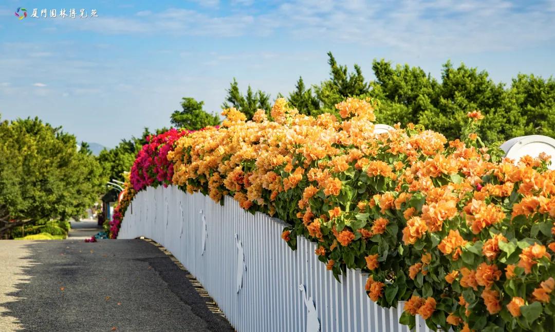 厦门最近哪里的花海最好看,江岭向日葵花海美成童话