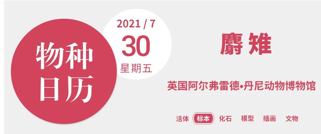 这只鸟长了个牛的胃，还有一身牛粪味