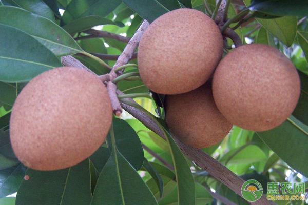 人心果的栽培技术是什么样的,广西人心果现在熟了多少钱一斤