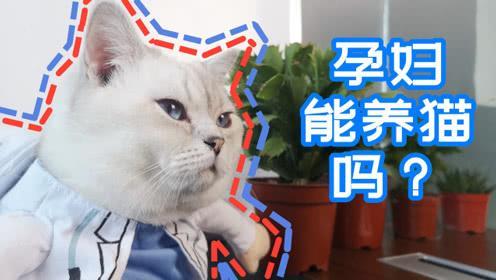 备孕期间养猫的危害,备孕期间养猫对胎儿有影响吗