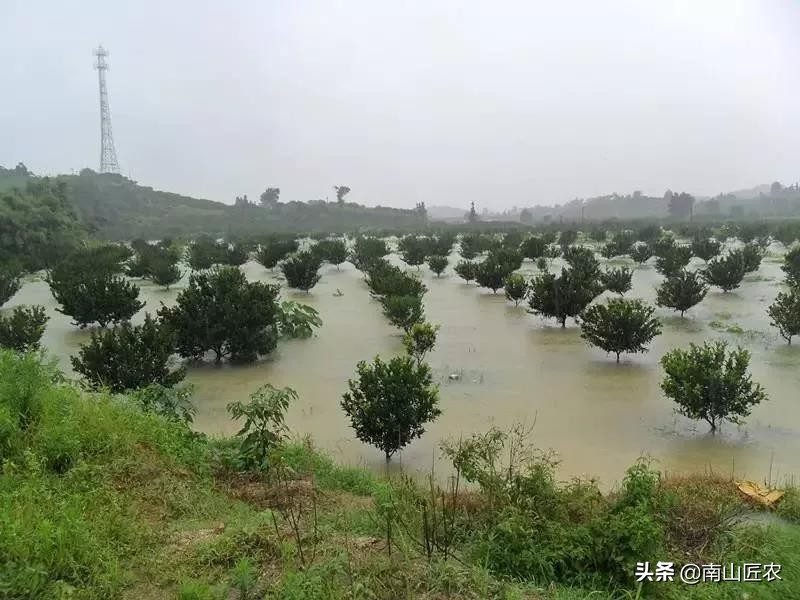 果园用水如何处理,果园缺水如何救活