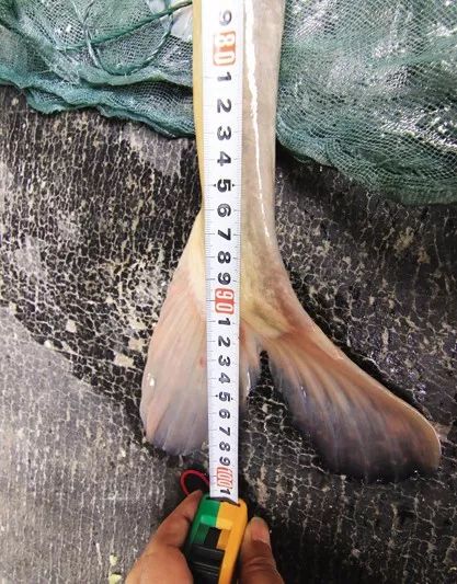 世界十大凶猛淡水鱼类,顶级淡水鱼类