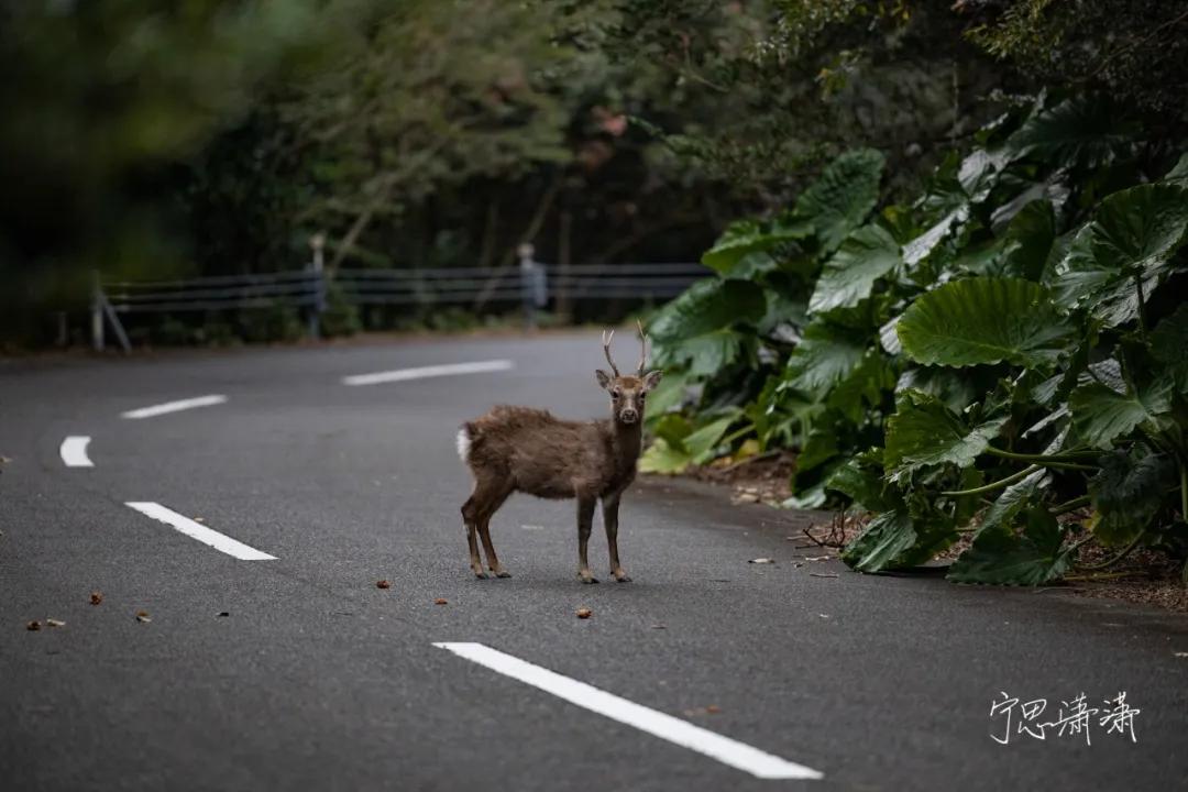 佳能微单rf卡口可用ef镜头吗,佳能微单买转接头还是rf卡口