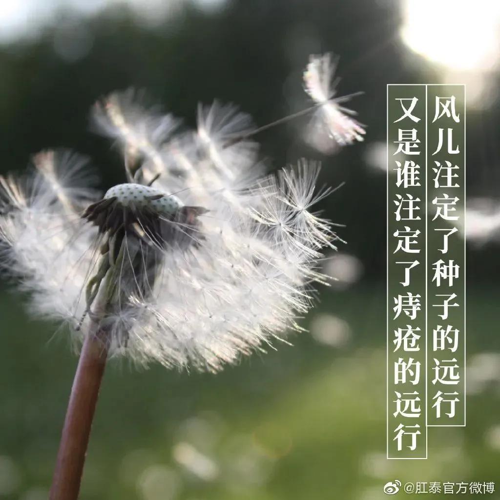 肛泰的效果比马应龙好,肛泰膏好还是马应龙膏好